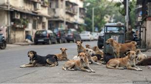 bombay high court stray dogs | high court on dog menace maharashtra | abc rules sterilization mumbai | court orders on stray dog control