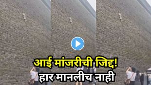 Mother cat repeatedly climbing a high wall to reach her kittens in a viral video