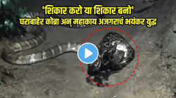 VIDEO: ‘शिकार करो या शिकार बनो’, घराबाहेर कोब्रा अन् महाकाय अजगराचं भयंकर युद्ध; मृत्यूच्या खेळात शेवटी कोण जिंकलं पाहा