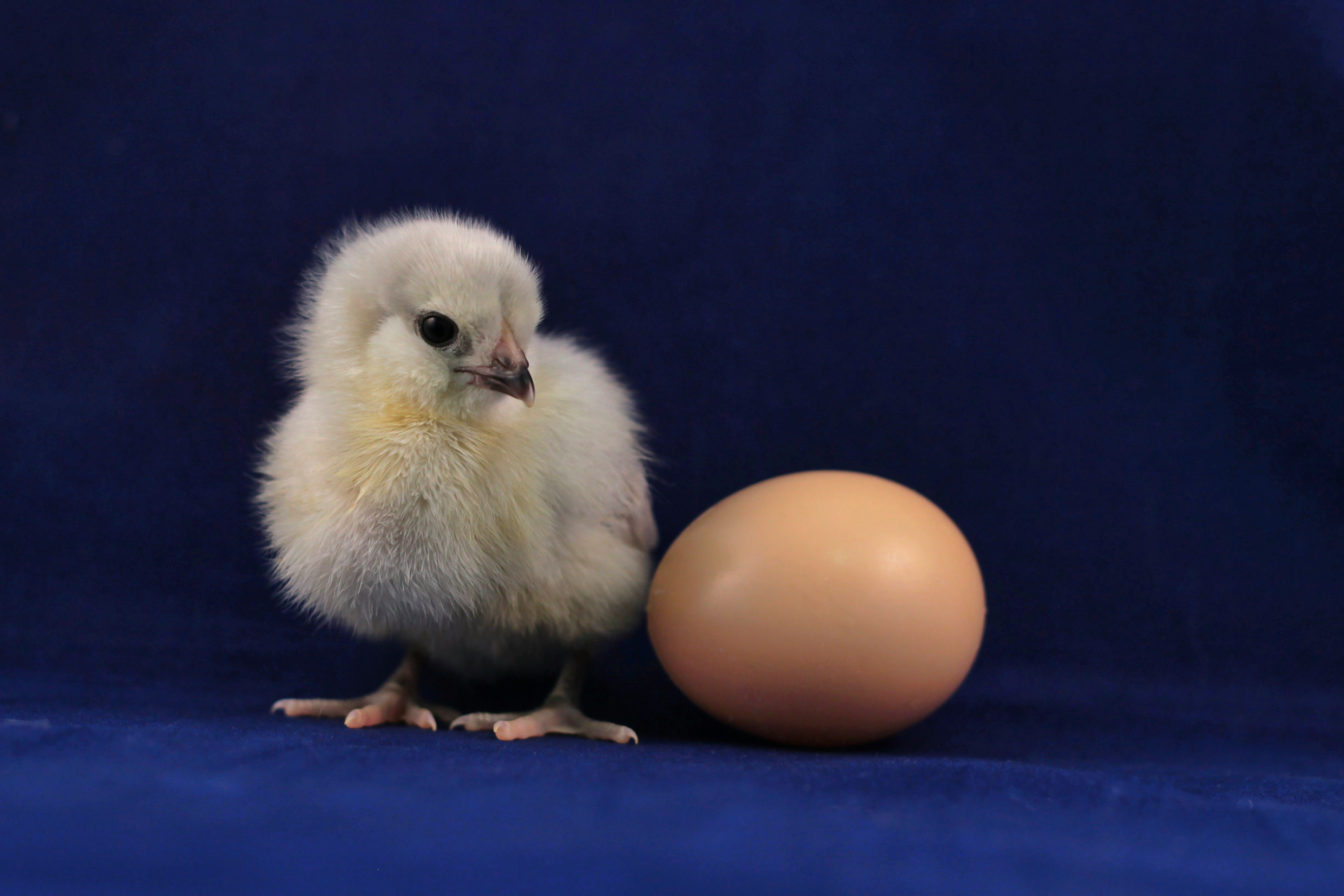 why chicken eggs are most popular