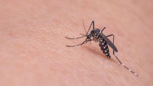 mumbai-dengue-chikungunya-cases-rise-six-years-bmc-report