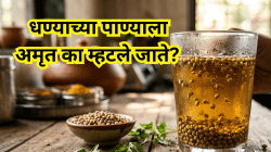 धण्याच्या पाण्याला ‘अमृत’ का म्हटले आहे? सत्य जाणून घ्या!