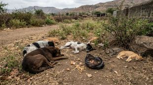 nashik-deola-lohoner-21-stray-dogs-poisoned-crime-news