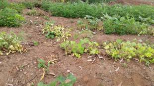 Karad Patan Groundnut Crop