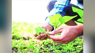 Sustainable Agriculture Career