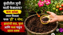 कुंडीतील जुनी माती फेकताय? मग थांबा, त्यात मिसळा फक्त ‘ही’ १ गोष्ट; झाडांची वाढ, फुलं आणि फळं पाहून व्हाल थक्क