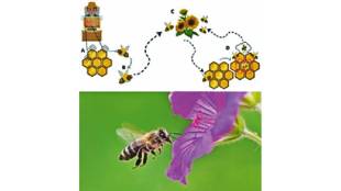 honey bee on flower collecting nectar | honeybee visual sense and compound eyes | ultraviolet vision patterns in flowers | bee antennae smell capacity science