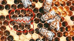 Honey bees waggle dance | Bee communication science | Kutuhal Marathi science article | Honey bee nectar source direction