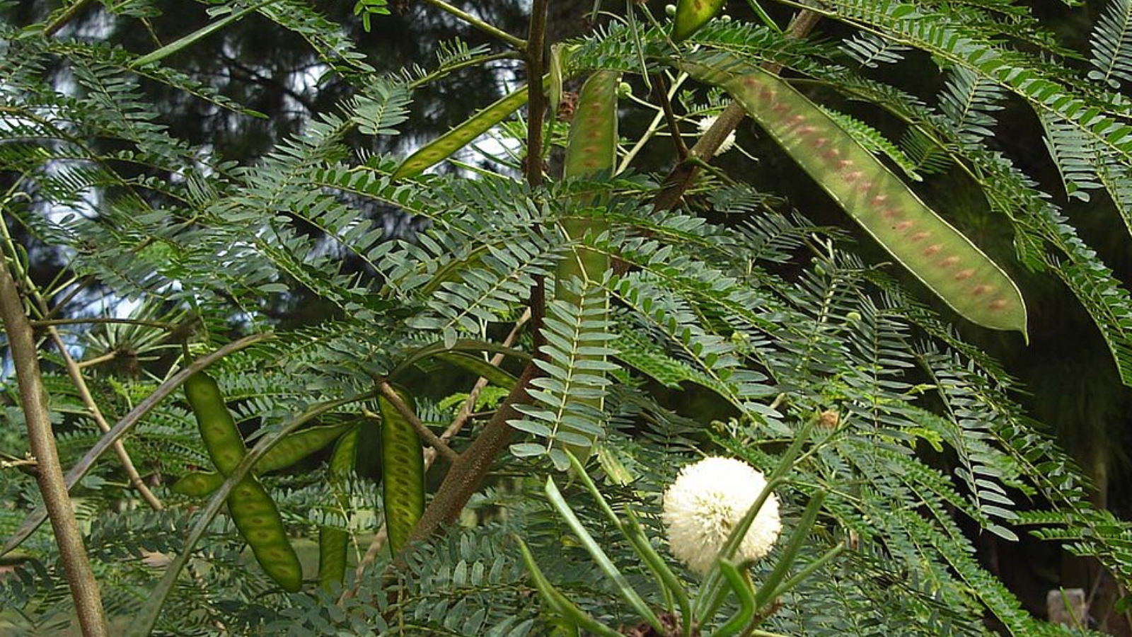nature