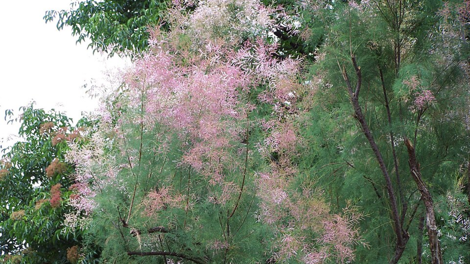 nature