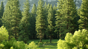 nature