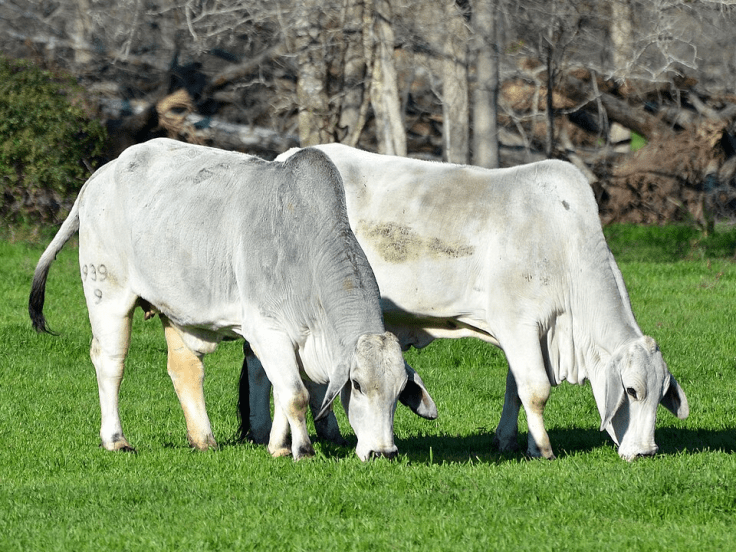 America’s Brahman Cattle