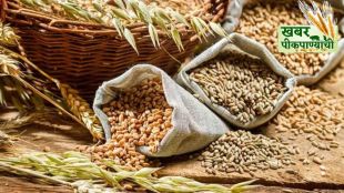 Global food grain inflation analysis news | Climate change wheat rice production crisis update | जागतिक अन्नधान्य महागाई | हवामान बदल अन्नधान्य उत्पादन संकट खबर