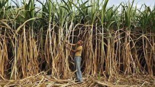 Marathwada Agrarian Crisis Sugarcane Soybean | Marathwada Regional Backlog Kelkar Committee Report | मराठवाडा शेतकरी दुष्काळ ऊस सोयाबीन शेती | मराठवाडा मागासलेपणा आणि प्रादेशिक अनुशेष