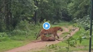 Painganga Wildlife Sanctuary Tiger Mating news | Pench Tiger Translocation Yavatmal News update | पैनगंगा अभयारण्य वाघ व्हिडिओ बातमी | यवतमाळ पेंच वाघ जोडी रोमान्स