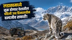 हिमबिबट्याला पाहायचंय? लडाखमध्ये सुरू होणार भारतातील पहिली उच्च हिमालयीन वन्यजीव सफारी
