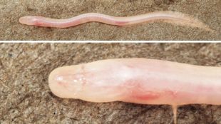 Subterranean eel fish new species discovery research | Gangaichthys indonepalicus new fish species Tejas Thackeray | भूगर्भातील वाम मासा नवीन प्रजाती शोध | गंगायईक्तिस इंडोनेपालीकस ठाकरे वाईल्डलाईफ फाउंडेशन