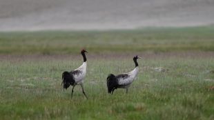 Ladakh Black Necked Crane stray dog threat BNHS news | Black necked crane conservation Ladakh BNHS sterilization | लडाख काळ्या मानेचा सारस बीएनएचएस बातमी | बीएनएचएस कुत्रे निर्बीजीकरण लडाख पक्षी संवर्धन