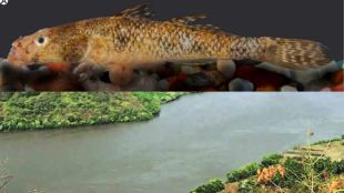 River Pollution Research Microplastics In Fish | Bhima Ulhas Rivers Plastic Pollution | नदी प्रदूषण संशोधन माशांच्या पोटात सूक्ष्म प्लॅस्टिक | भीमा उल्हास नदी प्लॅस्टिक प्रदूषण