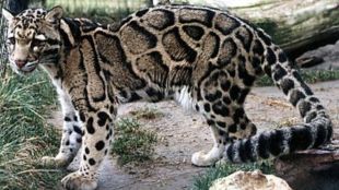 Clouded Leopard Conservation Action Plan | India Rare Clouded Leopard Protection Northeast | ढगाळ बिबट्या संवर्धन कृती आराखडा | ढगाळ बिबट केंद्र सरकार योजना