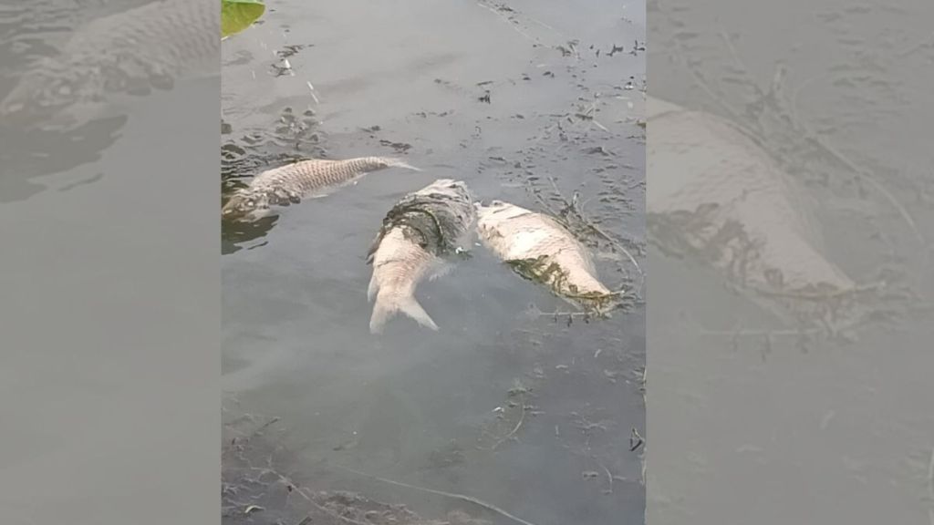 Gondia Belgaon Lake dead fish incident | Belgaon lake pesticide fish death Gondia news | गोंदिया बेलगाव तलाव मृत मासे | गोंदिया तलावात कीटकनाशक मासे मृत्यू Gondia Belgaon Lake dead fish incident | Belgaon lake pesticide fish death Gondia news | गोंदिया बेलगाव तलाव मृत मासे | गोंदिया तलावात कीटकनाशक मासे मृत्यू