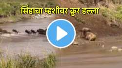 एकाच झेपेत मान पकडली अन्…; सिंहाच्या तावडीत सापडली म्हैस, जंगलातील शिकारीचा थरारक VIDEO