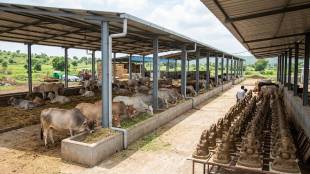 Maharashtra Goseva Ayog Goshalas | Cow protection shelters in Maharashtra | Goshala financial grant scheme | Eco friendly Cow dung Ganesh idols Mumbai