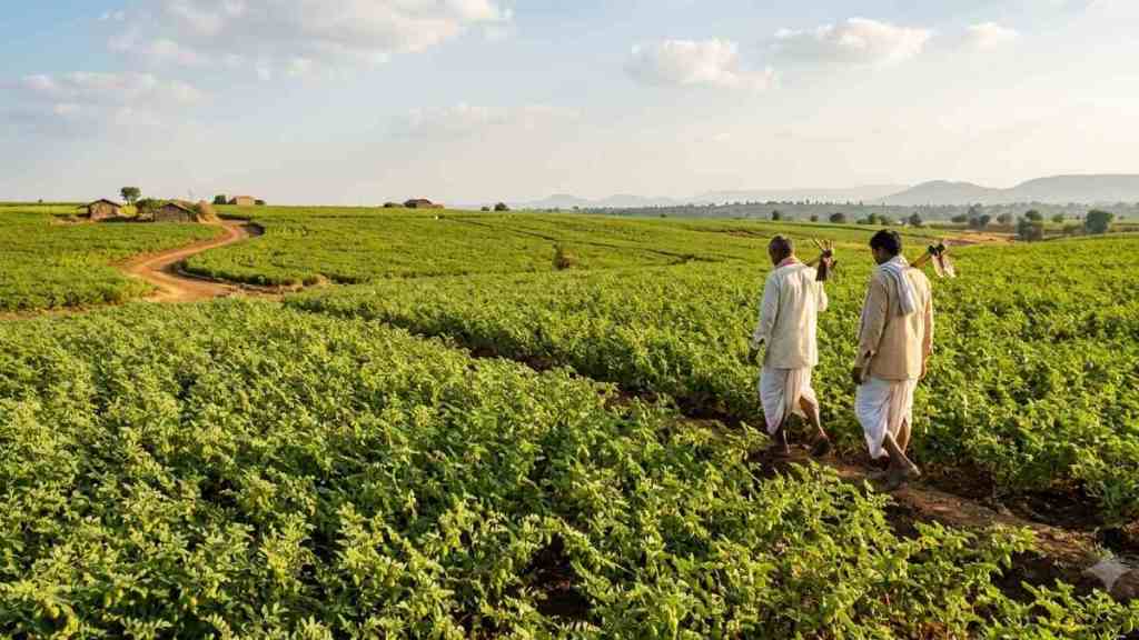 Maharashtrayat Kaddhanya Biyane Anudan | Rabbi Gram Seed Subsidy Maharashtra | Dattatray Bharne Agriculture Minister | Pulses Farming Subsidy India Maharashtrayat Kaddhanya Biyane Anudan | Rabbi Gram Seed Subsidy Maharashtra | Dattatray Bharne Agriculture Minister | Pulses Farming Subsidy India