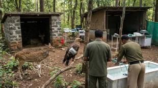 maharashtra wildlife rescue center | injured animals transit treatment center maharashtra | forest department animal shelter | tadoba wildlife care facility