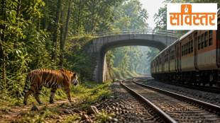 Third Railway Line Through Tiger Corridor? Concerns Over Satpura-Melghat Wildlife Connectivity