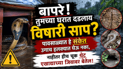 बापरे! तुमच्या घरात दडलाय विषारी साप? पावसाळ्यात हे संकेत उगाच हलक्यात घेऊ नका, नाहीतर हीच चूक थेट एखाद्याच्या जिवावर बेतेल