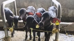et-ivf-technology-success-murrah-buffalo-calves-born-pune