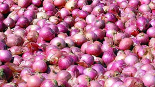 Pasha Patel Onion Policy Committee Report | Maharashtra Onion Price Strategy Jayakumar Rawal | Tomato Market Policy Maharashtra | Maharashtra Agriculture Value Commission