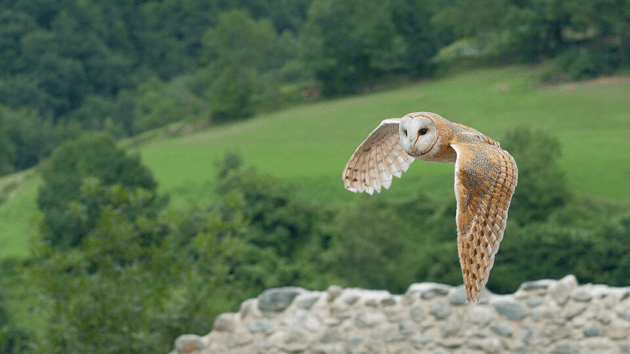 Discover rare owl species