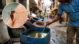 Pimpri Chinchwad Dengue News | PCMC Health Inspection | Mosquito Larvae Action | Maharashtra Dengue Cases
