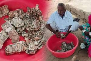 Rajasthan Farmer Buries Cash Termites Incident | Farmer Buries 5 Lakh Cash Termite Damage | राजस्थान शेतकरी ५ लाख रुपये वाळवी बातमी | जमिनीत पुरलेले पैसे वाळवीने खाल्ले राजस्थान घटना