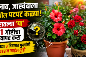 rose, hibiscus flower growing tips khat for gulab and jaswand banana peel fertilizer for rose and hibiscus plants