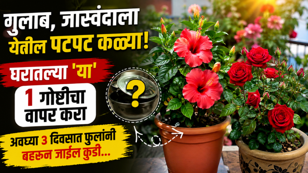 rose, hibiscus flower growing tips khat for gulab and jaswand banana peel fertilizer for rose and hibiscus plants rose, hibiscus flower growing tips khat for gulab and jaswand banana peel fertilizer for rose and hibiscus plants