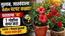 गुलाब, जास्वंदाला येतील पटपट कळ्या! घरातल्या ‘या’ १ गोष्टीचा वापर करा, अवघ्या ३ दिवसात फुलांनी बहरून जाईल कुंडी…