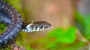 snakebite reported as notifiable disease in maharashtra | maharashtra health department snakebite mandatory reporting rules | anti snake venom availability maharashtra hospitals | maharashtra government snake bite notification order