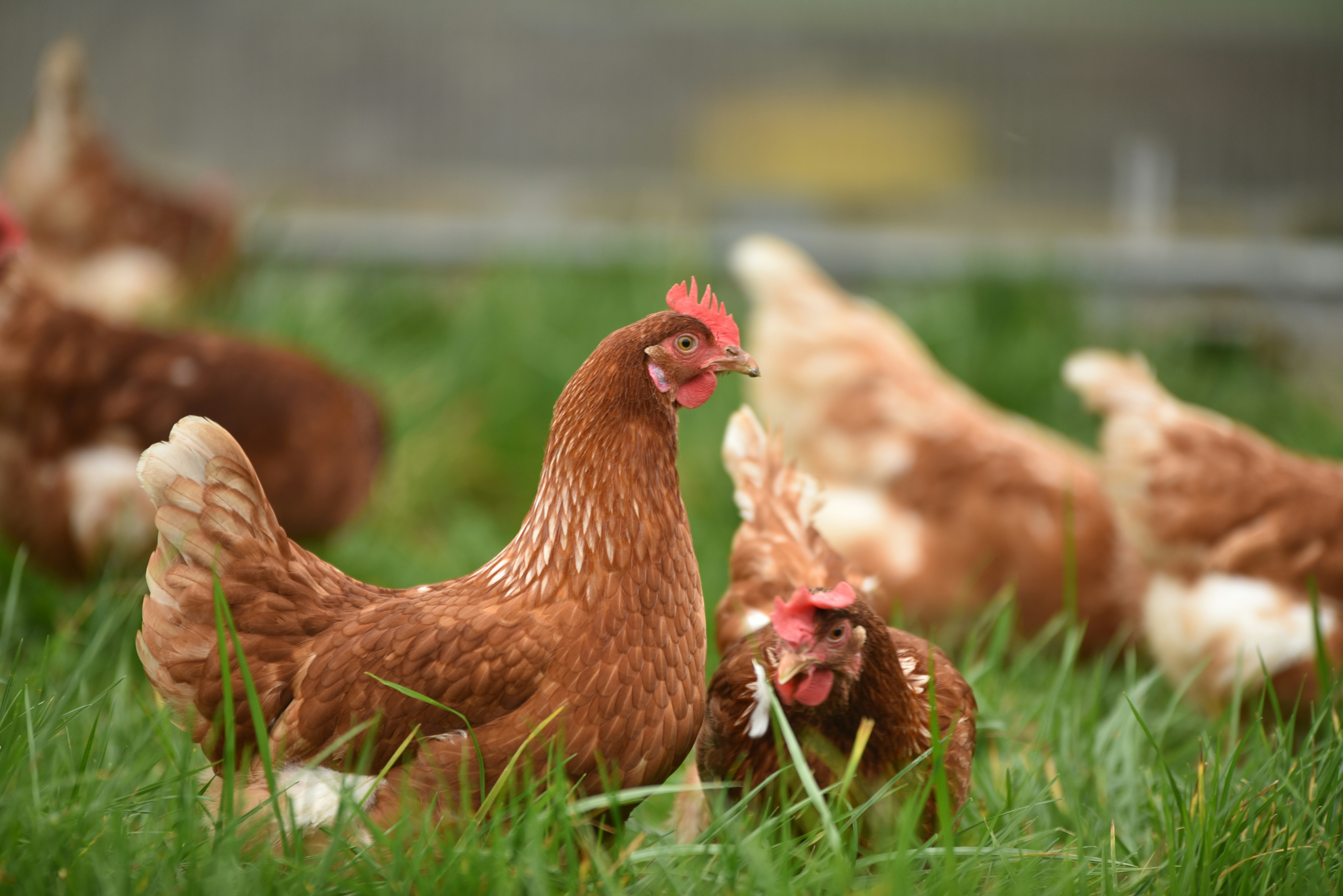 why chicken eggs are most popular