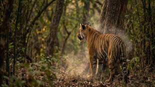 Maharashtra tiger tourism controversy | Vidarbha tiger attacks human wildlife conflict | Maharashtra forest department tiger conservation | Praveen Pardeshi MITRA tiger tourism agreement Vidarbha
