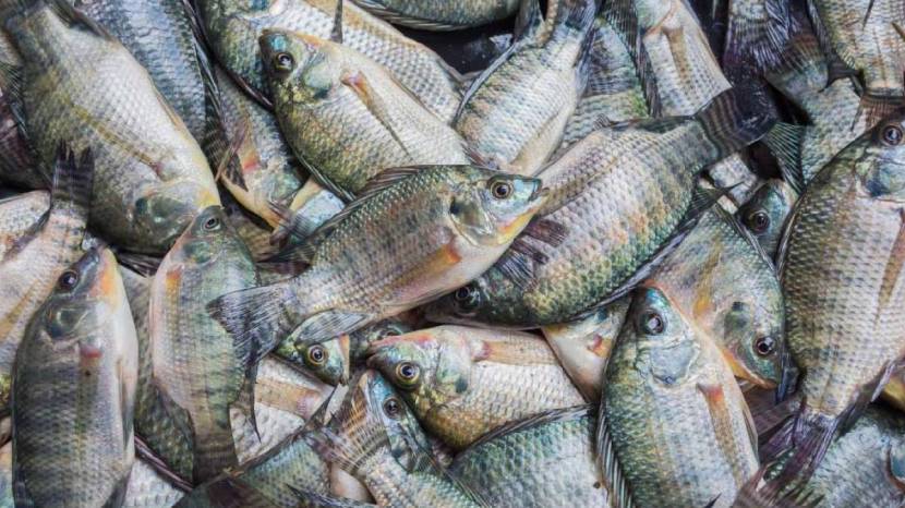 tilapia fish ujani dam