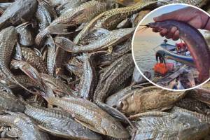 Ujani Dam Suckermouth Catfish threat | Foreign Fish Removal Campaign Maharashtra news