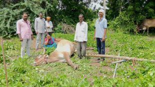 jalgaon-mamurabad-msedcl-live-wire-accident-ox-died-farmers-saved