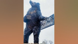 Chikhaldara Bear Attack