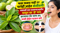 फक्त फळच नाही तर पानेही आहेत संजीवनी! सकाळी दात घासण्याआधीच चावून खा ‘ही’ पाने; झटक्यात पोट साफ अन् चरबी होईल चटकन बर्न!