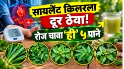 वय वाढलं तरी BP वाढणार नाही! ‘सायलेंट किलर’ला दूर पळवणारी ‘ही’ ५ पाने रोज सकाळी चावून खा; रक्तदाब वाढण्याची भीती विसरा!