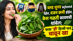 ब्लड शुगर कंट्रोलमध्ये येईल , वजन कमी होईल, केस गळती कायमची थांबेल; फक्त ‘ही’ हिरवी पानं चावून खा