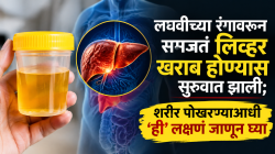 लघवीच्या रंगावरून समजतं लिव्हर खराब होण्यास सुरुवात झाली; शरीर पोखरण्याआधी ‘ही’ लक्षणं जाणून घ्या